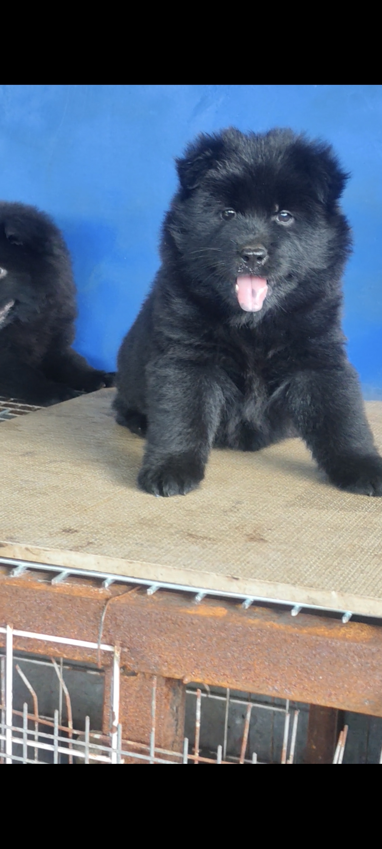 中华田园犬松狮
